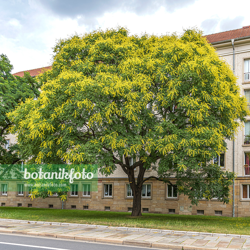 616249 - Golden rain tree (Koelreuteria paniculata)