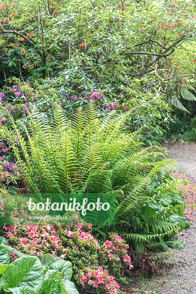 651224 - Golden shield fern (Dryopteris affinis)