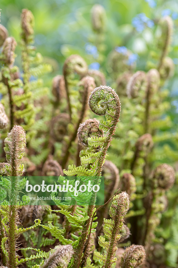 651223 - Golden shield fern (Dryopteris affinis 'Crispa')