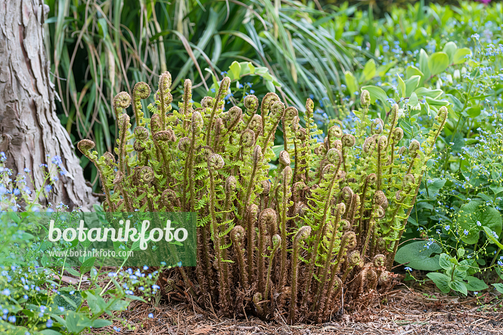 664120 - Golden shield fern (Dryopteris affinis 'Crispa')