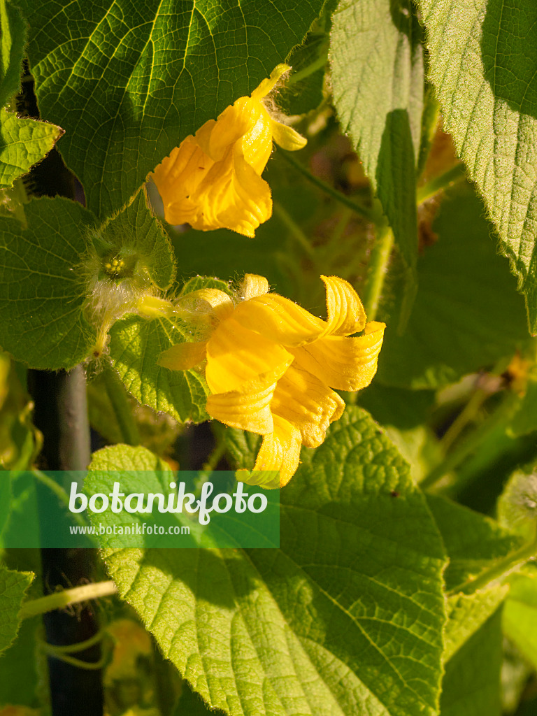 404079 - Goldencreeper (Thladiantha dubia)