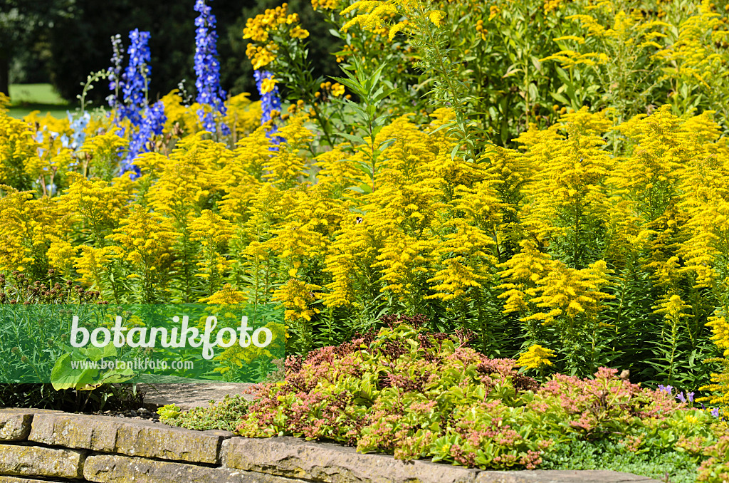 500024 - Goldenrod (Solidago)