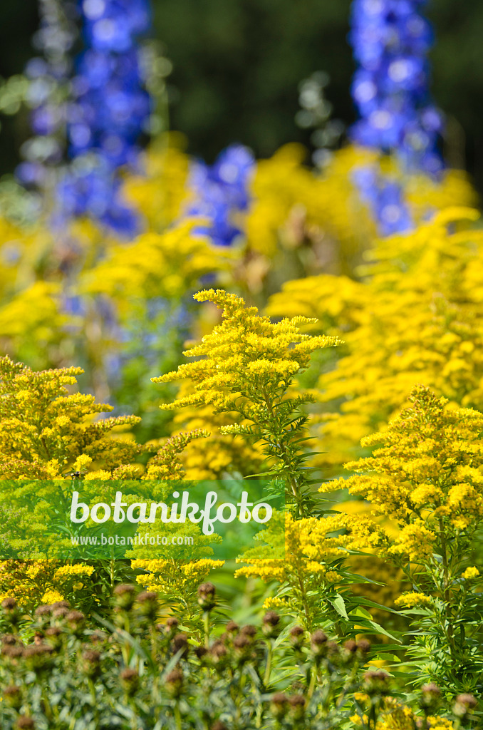 500025 - Goldenrod (Solidago)