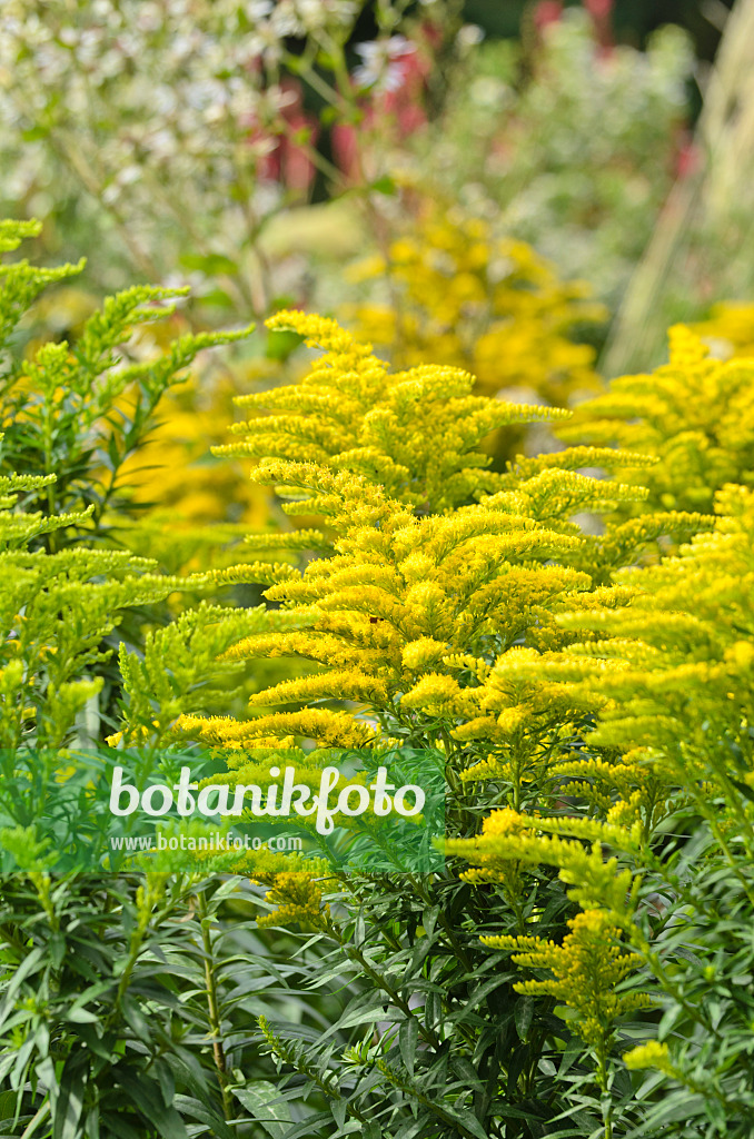 500031 - Goldenrod (Solidago)