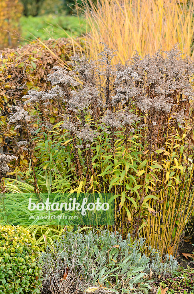 525322 - Goldenrod (Solidago)
