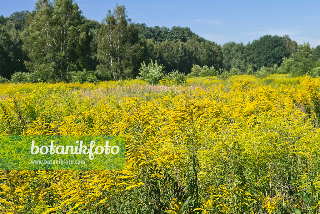 561040 - Goldenrod (Solidago)