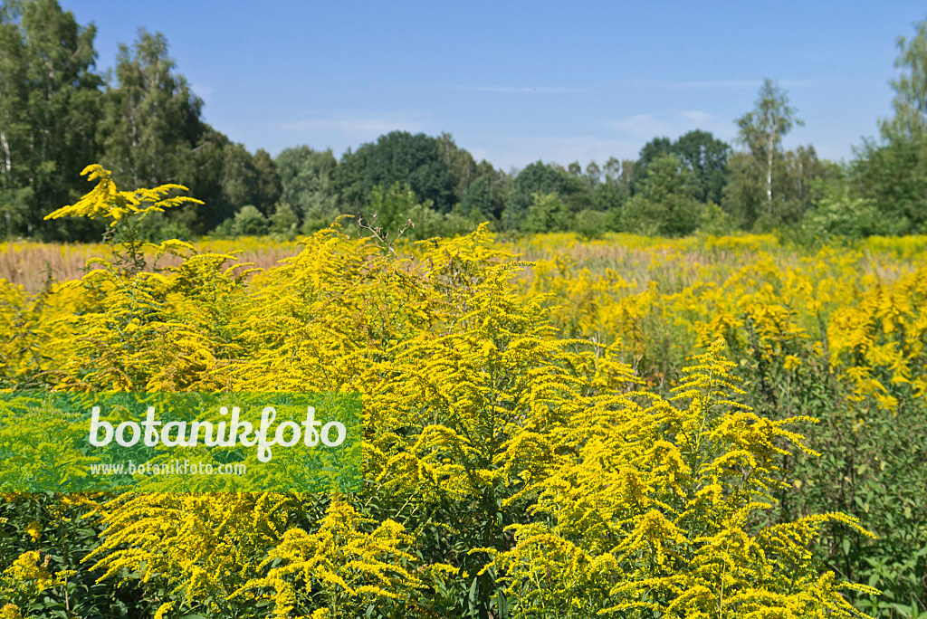 561041 - Goldenrod (Solidago)