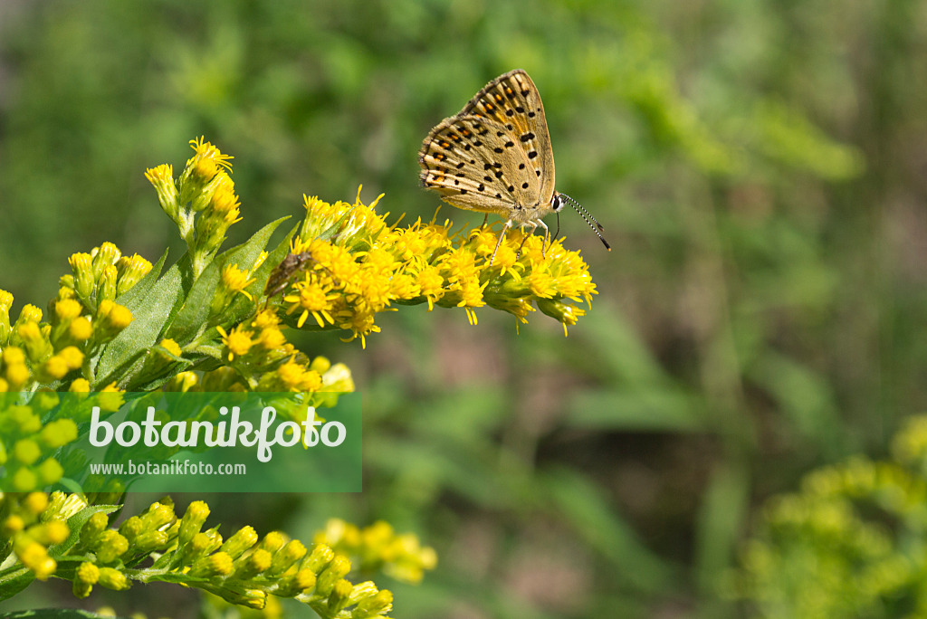 609035 - Goldenrod (Solidago) and Plebejus