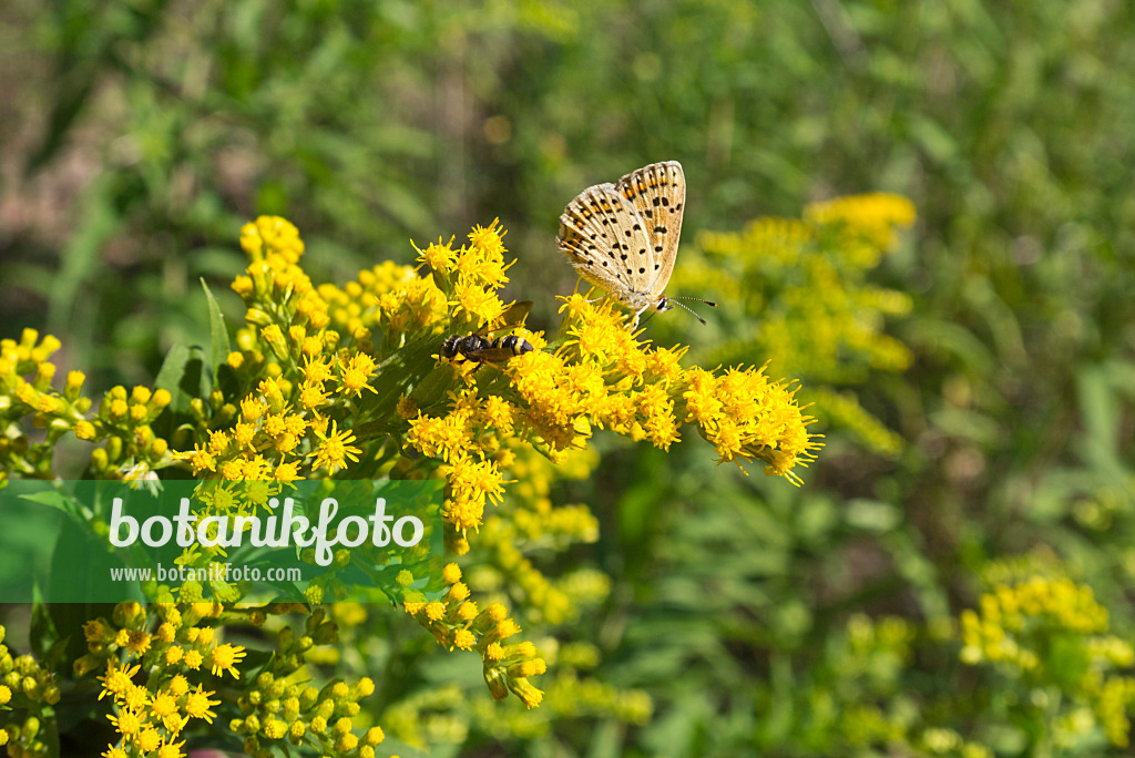 609037 - Goldenrod (Solidago) and Plebejus