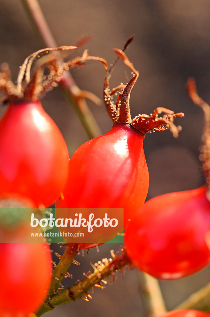 478014 - Goldgelbe Rose (Rosa xanthina)