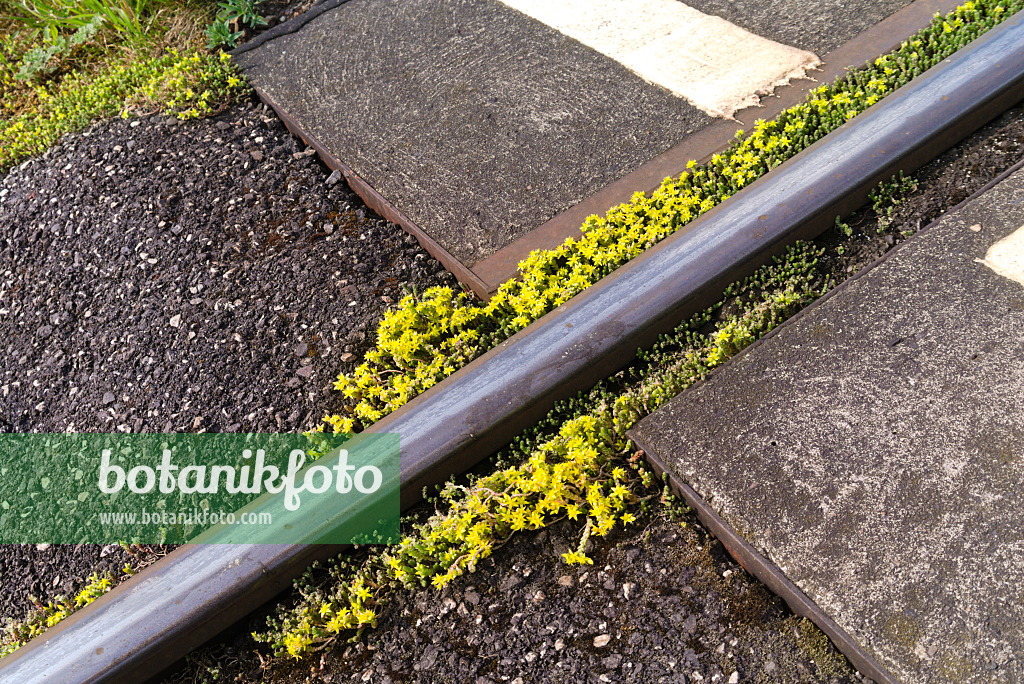 671024 - Goldmoss stonecrop (Sedum acre) between railway tracks