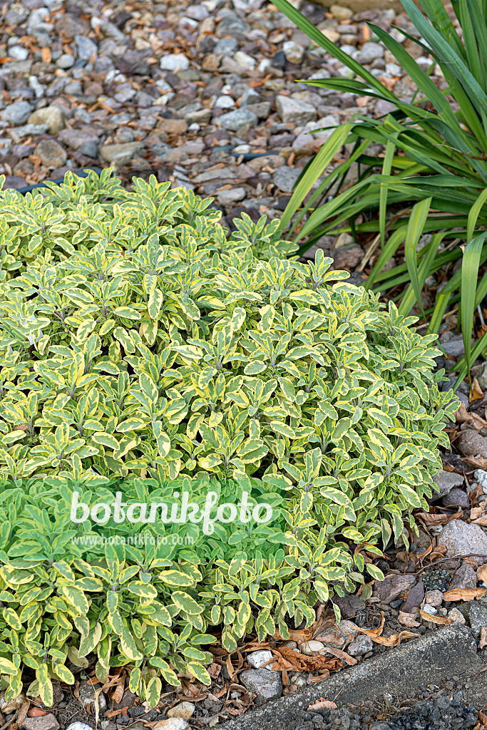651504 - Goldsalbei (Salvia officinalis 'Icterina')