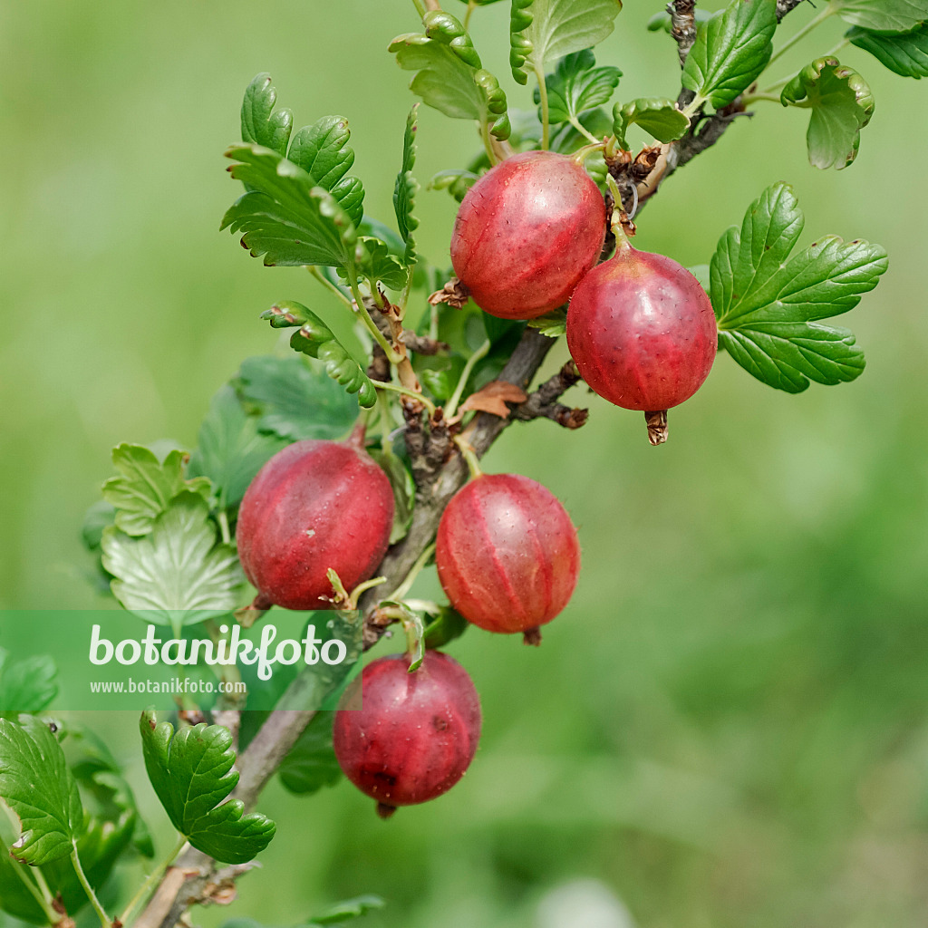 454085 - Gooseberry (Ribes uva-crispa 'Pax')