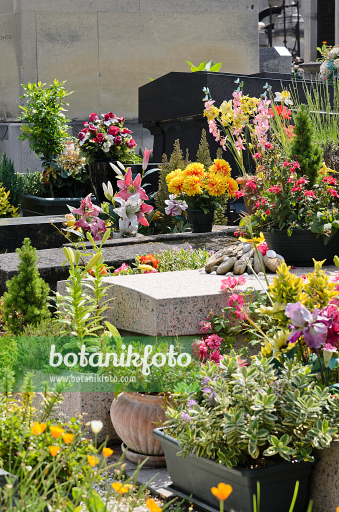 521412 - Gräber mit reichem Blumenschmuck