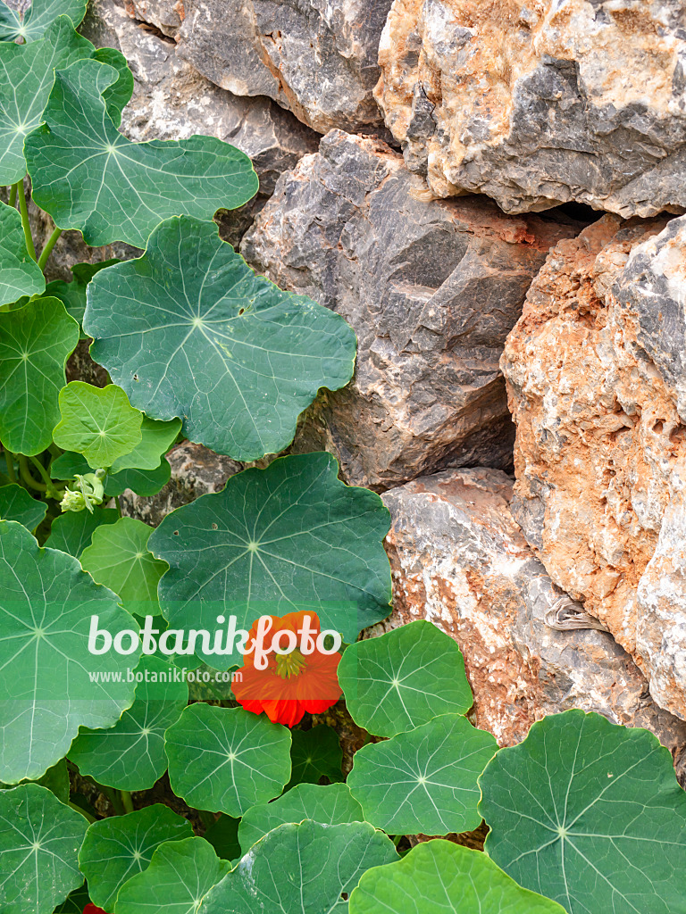 424027 - Grande capucine (Tropaeolum majus)