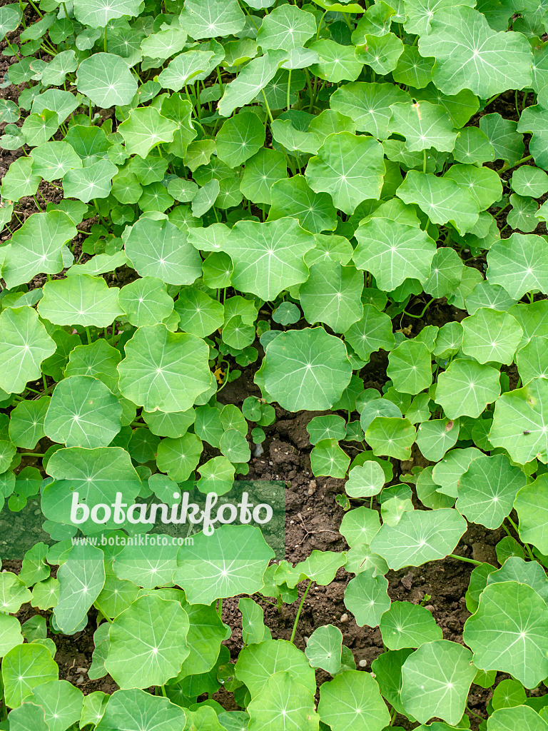 426097 - Grande capucine (Tropaeolum majus)