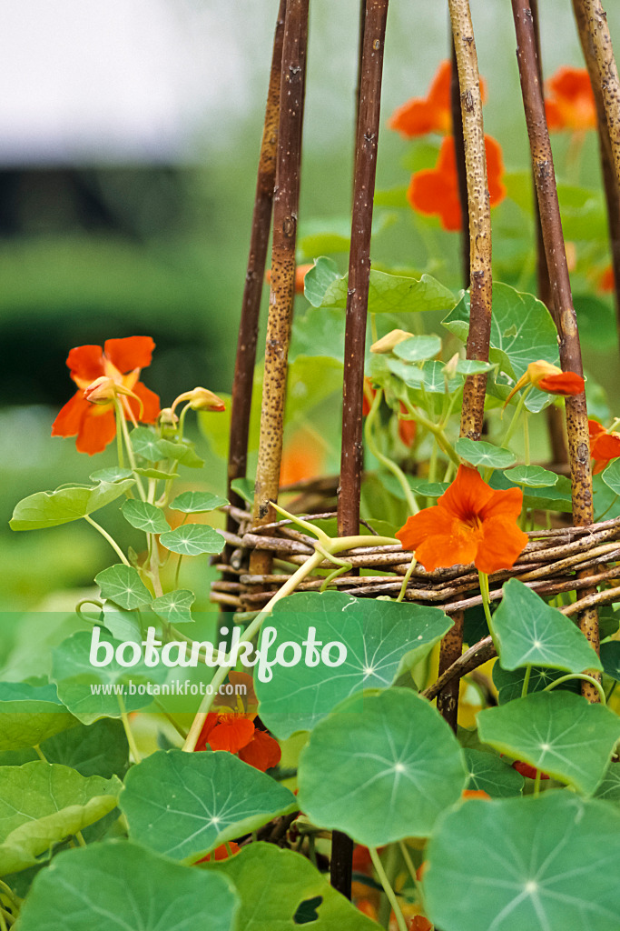 428250 - Grande capucine (Tropaeolum majus)