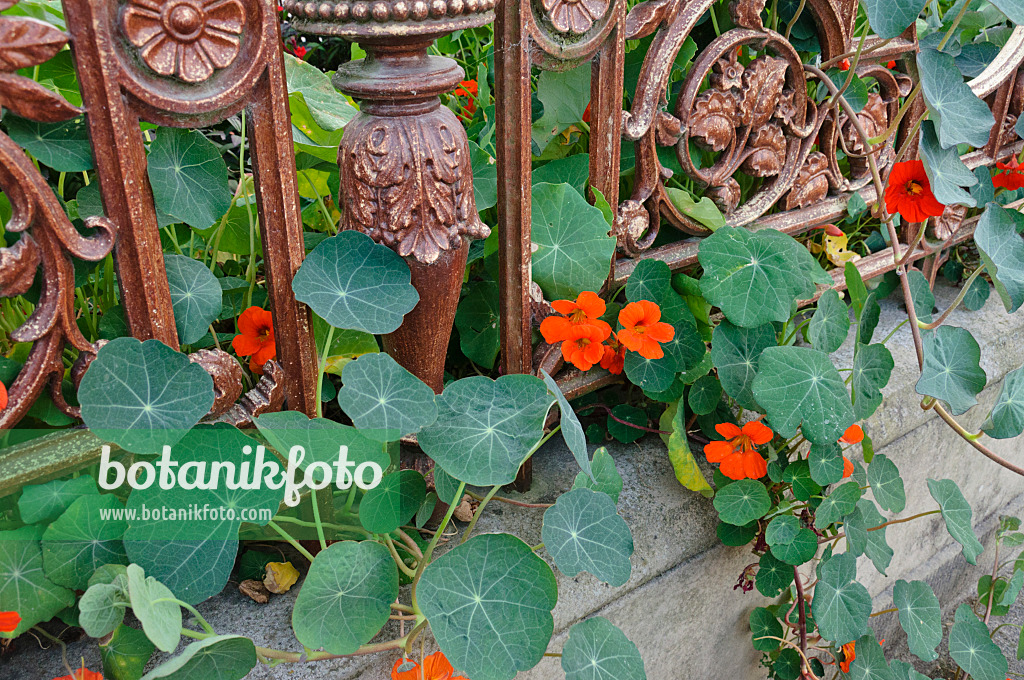 475112 - Grande capucine (Tropaeolum majus)