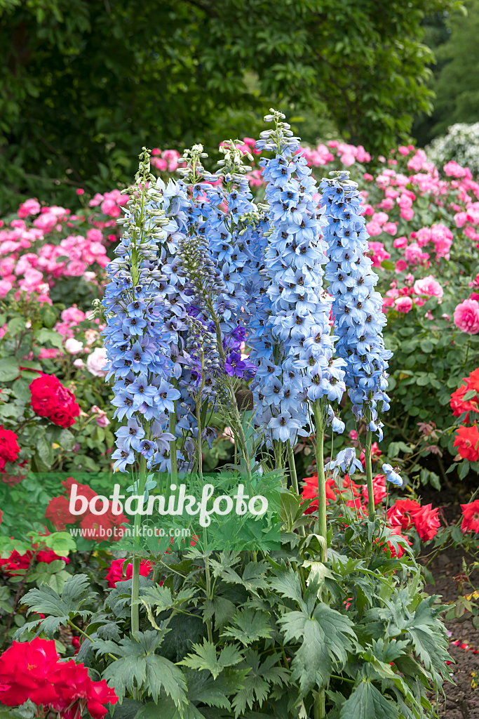 664116 - Grande dauphinelle (Delphinium elatum 'Morgentau')