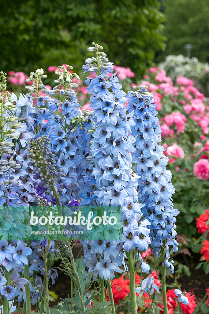664117 - Grande dauphinelle (Delphinium elatum 'Morgentau')