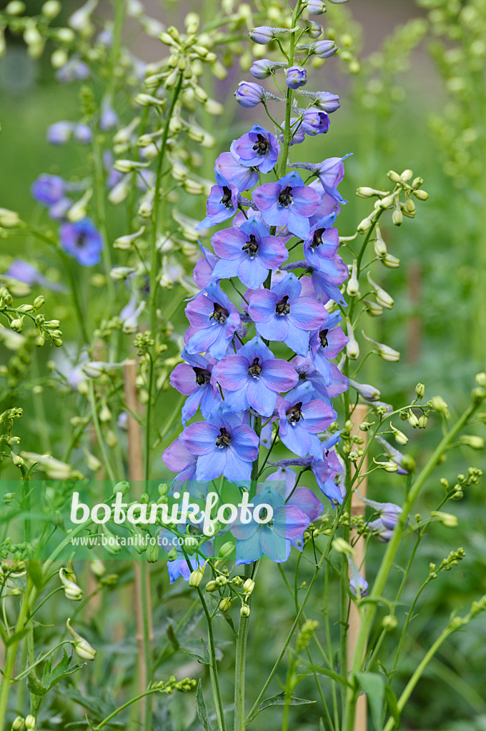 472404 - Grande dauphinelle (Delphinium elatum 'Ouvertüre')