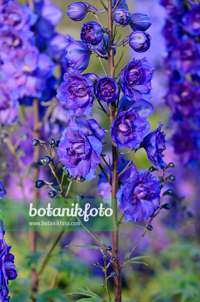 570071 - Grande dauphinelle (Delphinium elatum 'Pagan Purples')