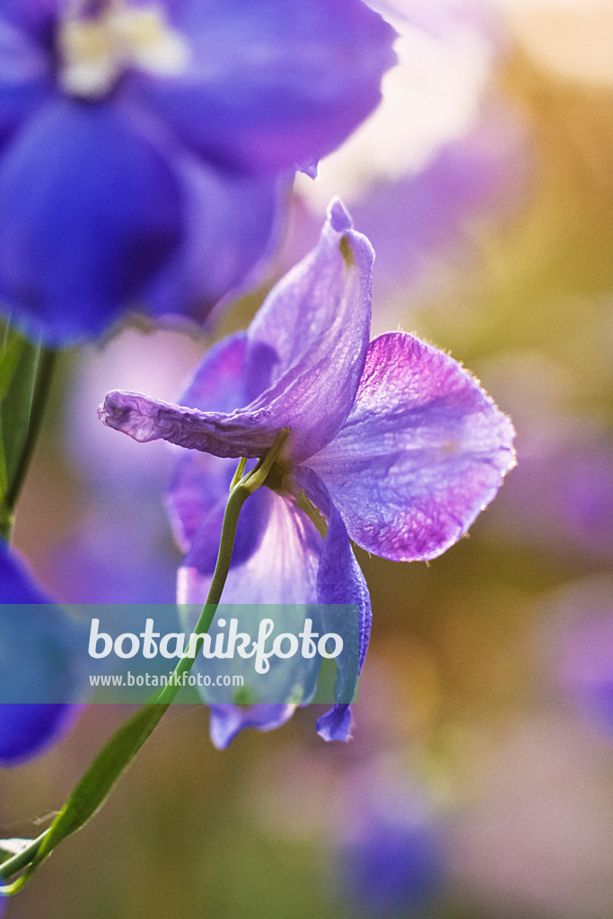 394007 - Grande dauphinelle (Delphinium elatum 'Polarnacht')