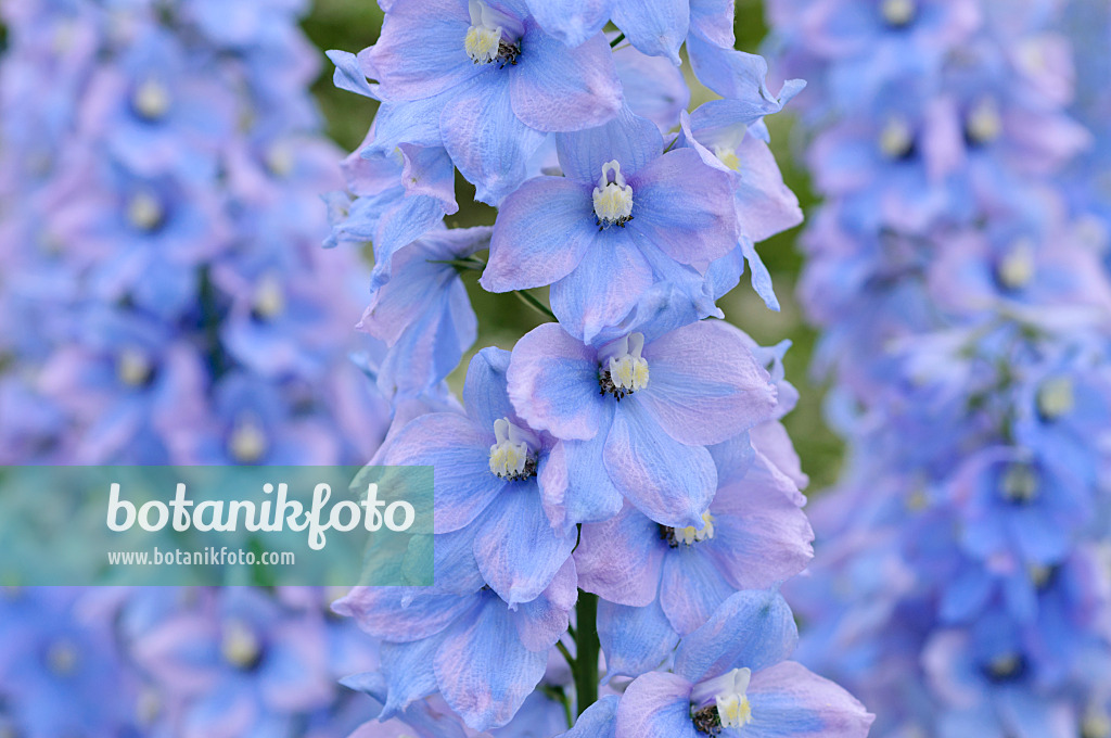 485139 - Grande dauphinelle (Delphinium elatum 'Rosenquarz')