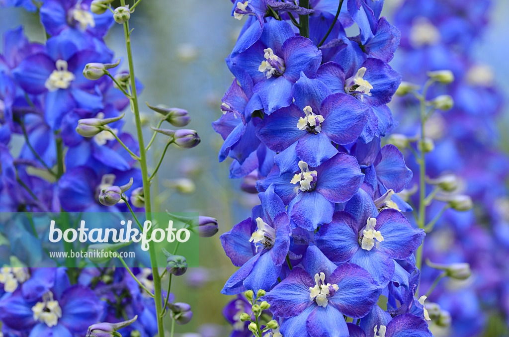 497252 - Grande dauphinelle (Delphinium elatum 'Tropennacht')