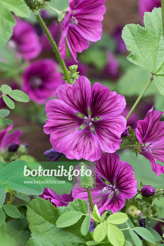 651381 - Grande mauve (Malva sylvestris var. mauritiana)