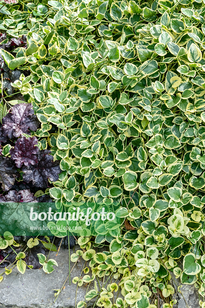 593220 - Grande pervenche (Vinca major 'Variegata')