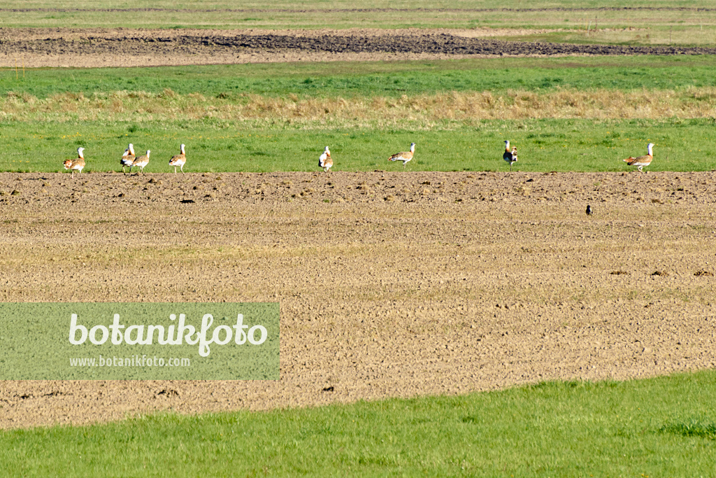 555088 - Grandes outardes (Otis tarda), Brandebourg, Allemagne