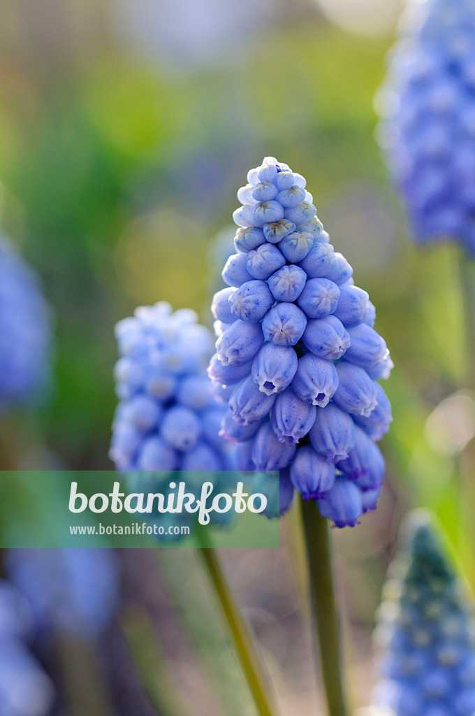 483247 - Grape hyacinth (Muscari)