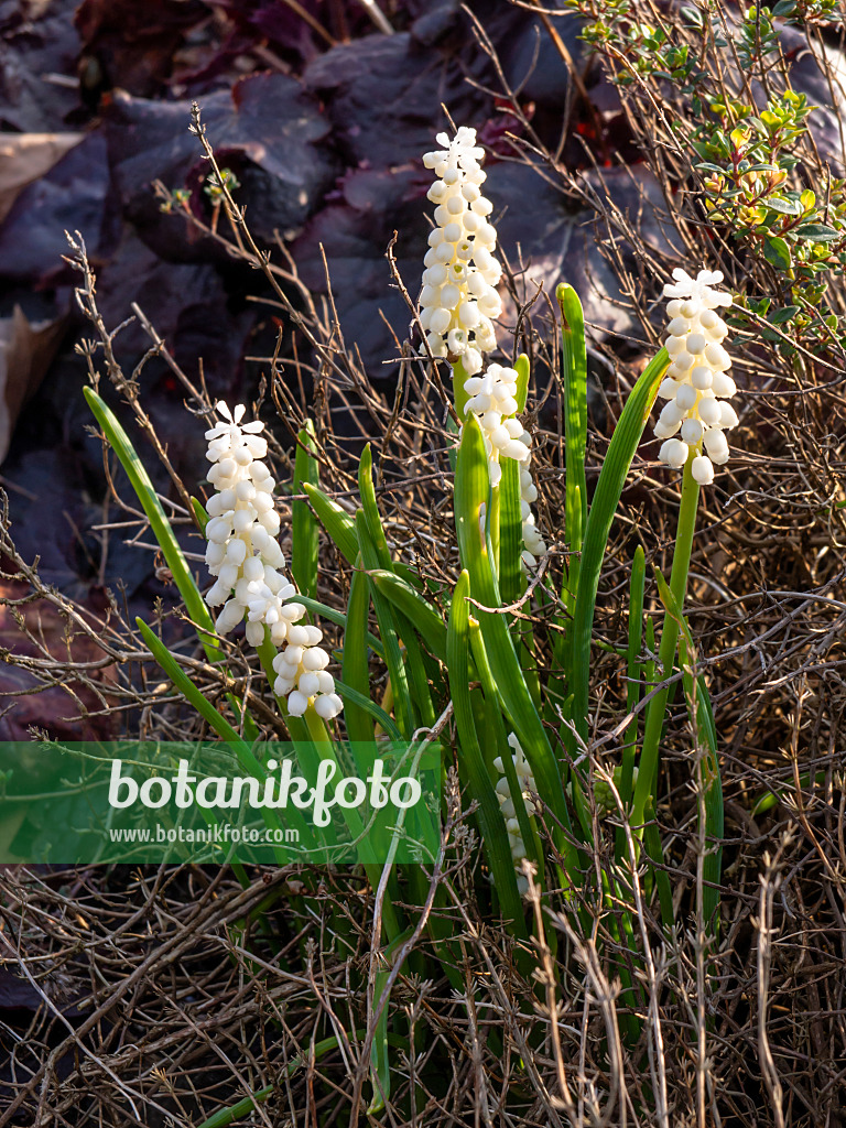459012 - Grape hyacinth (Muscari botryoides 'Album')