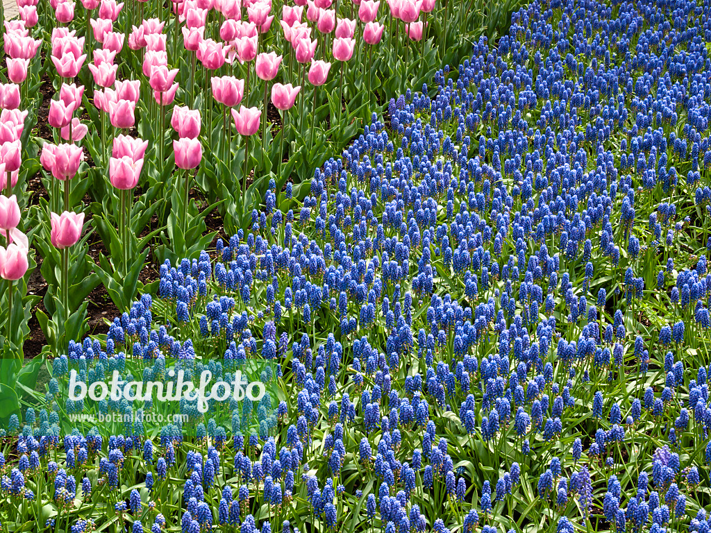 401070 - Grape hyacinths (Muscari) and tulips (Tulipa)