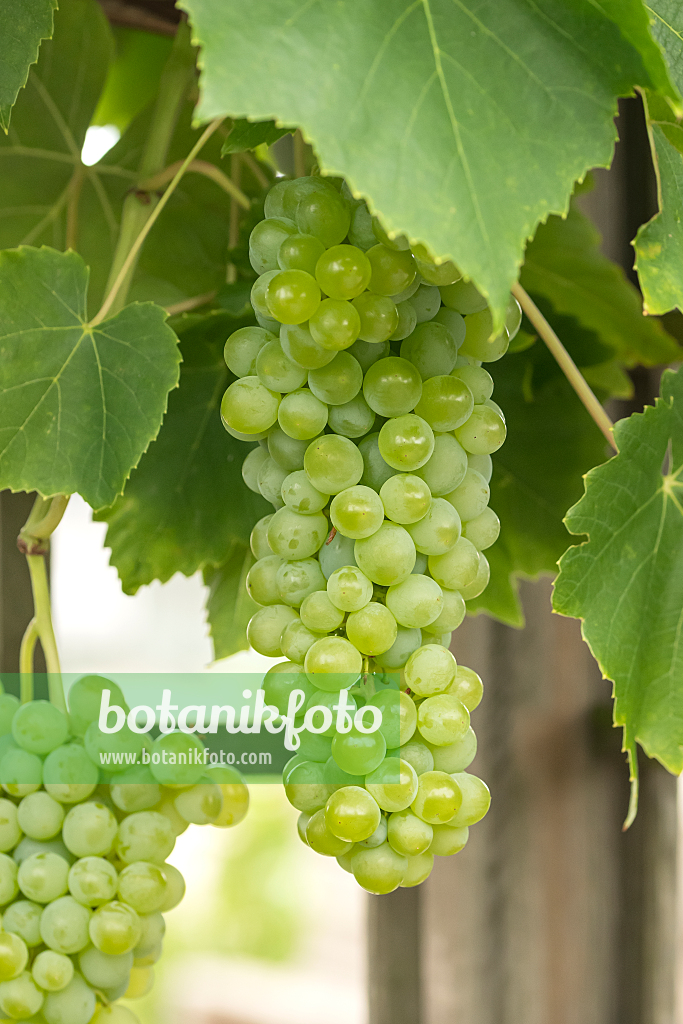 664474 - Grape vine (Vitis vinifera 'Lakemont')