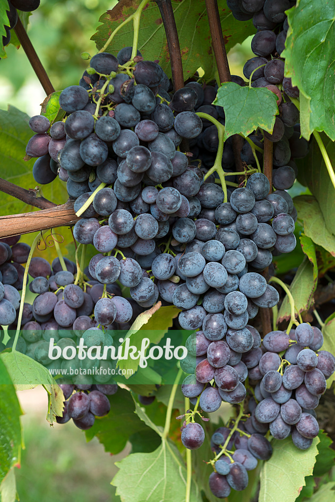 635169 - Grape vine (Vitis vinifera 'Ontario')