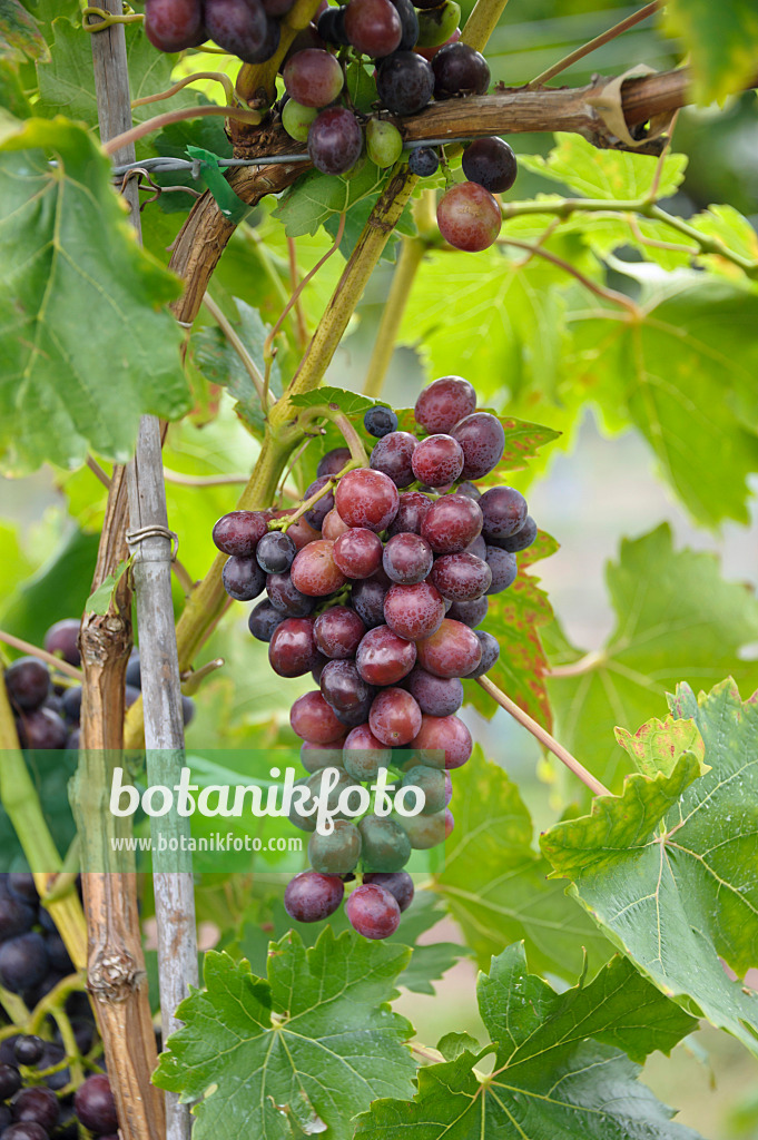 517397 - Grape vine (Vitis vinifera 'Transilvania')