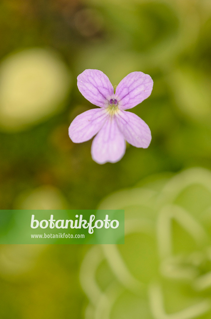 547334 - Grassette (Pinguicula cyclosecta x emarginata)