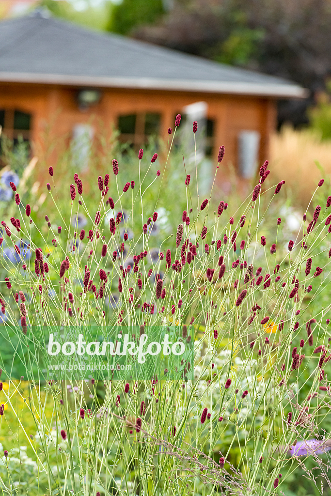 664424 - Great burnet (Sanguisorba officinalis 'Tanna')