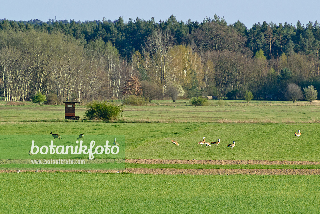 555089 - Great bustards (Otis tarda) and roe deers (Capreolus capreolus), Brandenburg, Germany