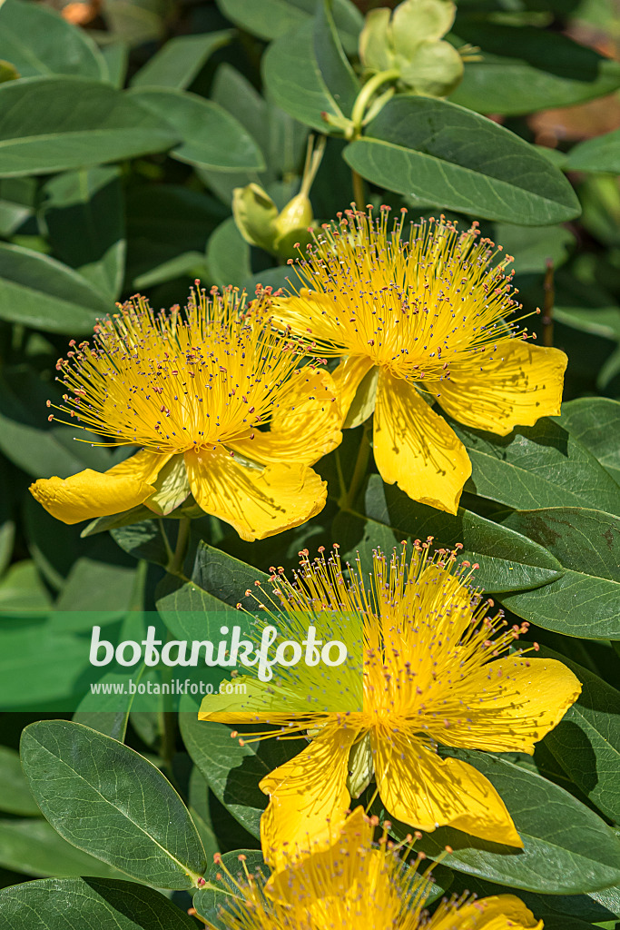 651332 - Great St. John's wort (Hypericum calycinum)