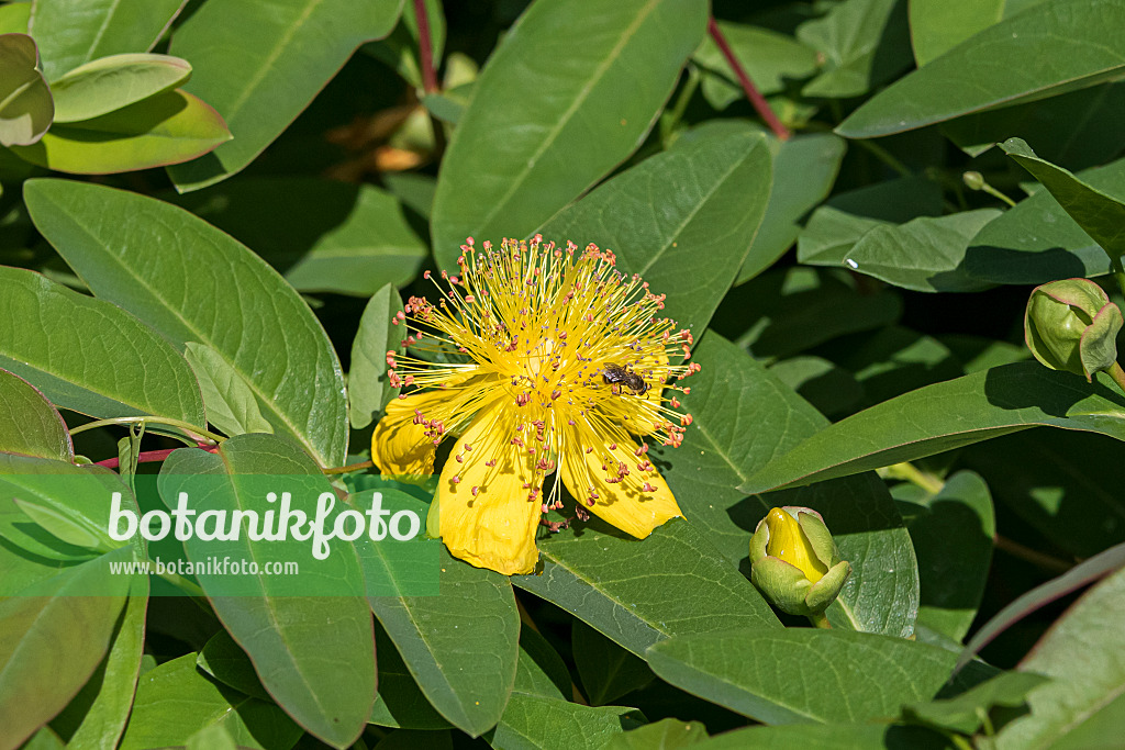 651334 - Great St. John's wort (Hypericum calycinum)