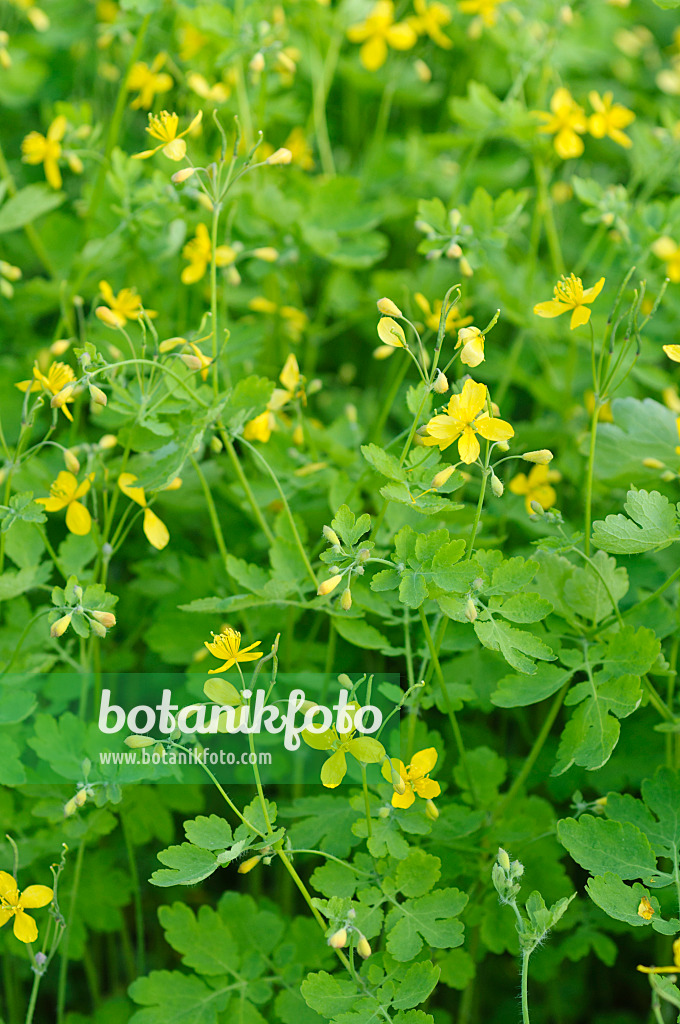 484191 - Greater celandine (Chelidonium majus)