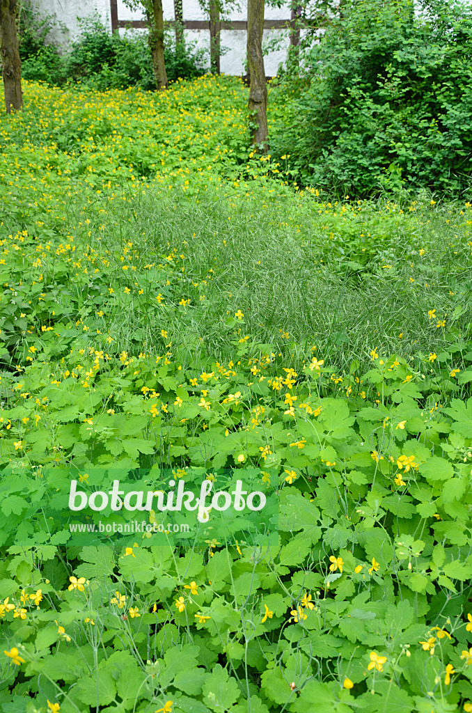 508034 - Greater celandine (Chelidonium majus)