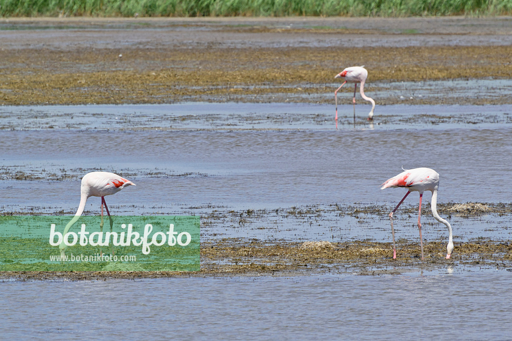 557097 - Greater flamingo (Phoenicopterus roseus), Camargue, France