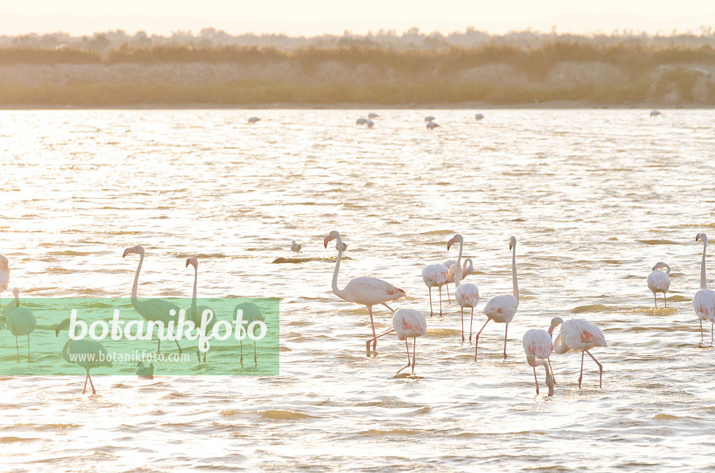 557282 - Greater flamingo (Phoenicopterus roseus), Camargue, France