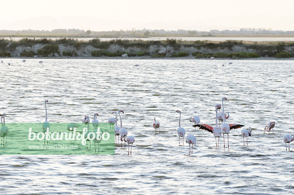 557285 - Greater flamingo (Phoenicopterus roseus), Camargue, France