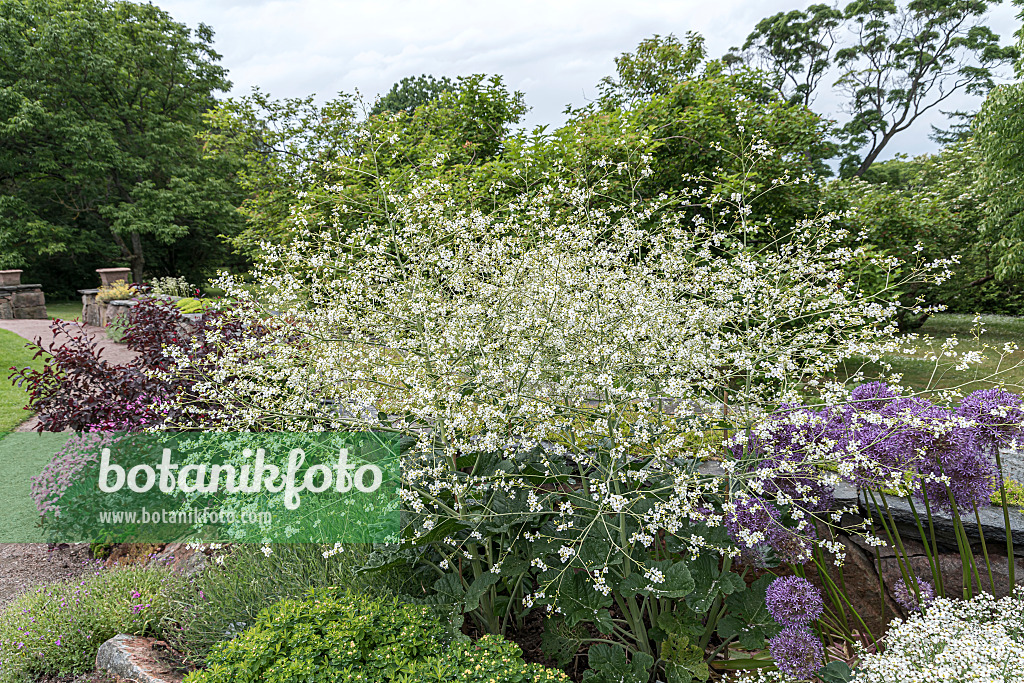 651201 - Greater sea kale (Crambe cordifolia)