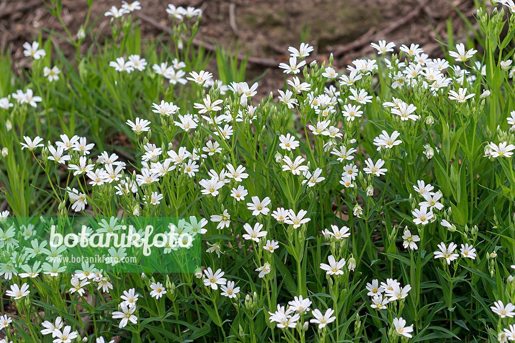 651540 - Greater stichwort (Stellaria holostea)